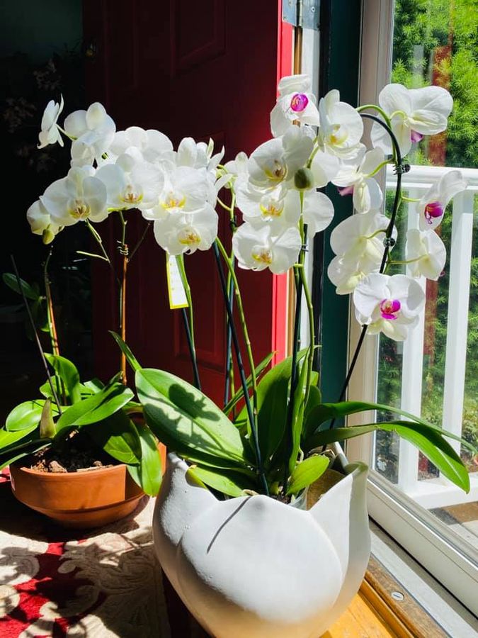 Orchidée chez un client