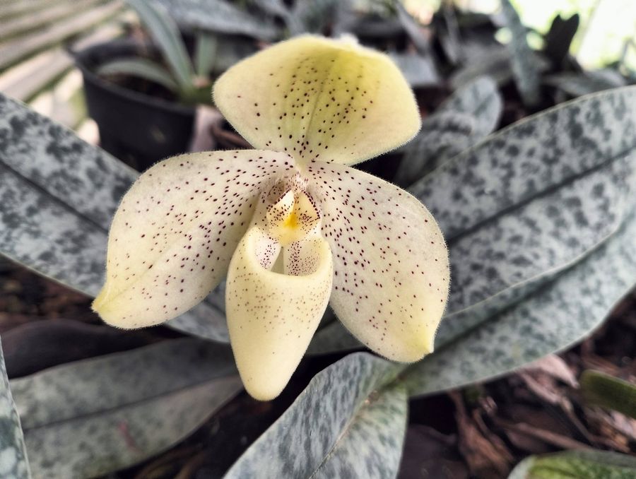 Orchidée chez un client