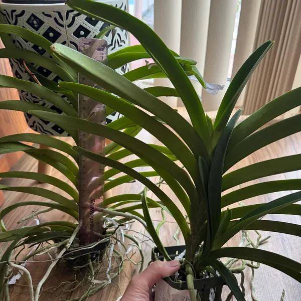 Orchidée chez un client