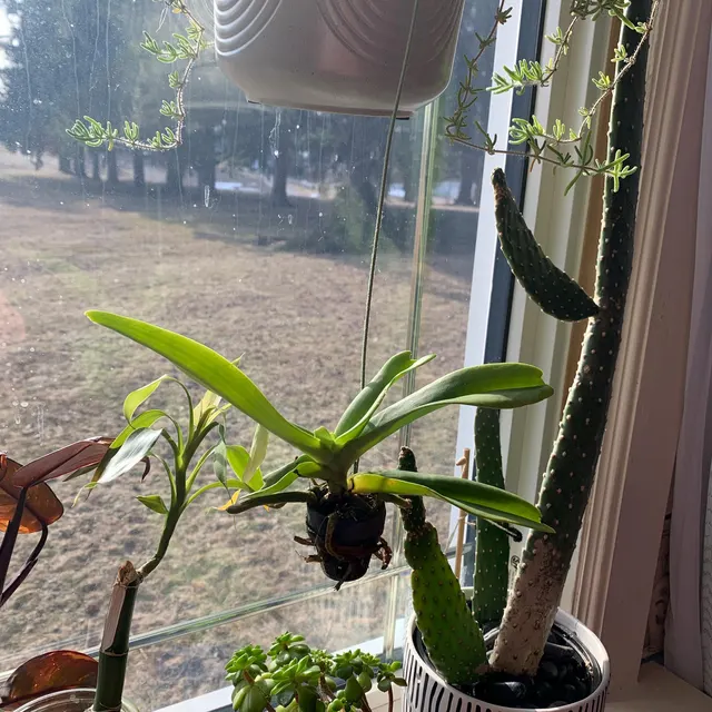 Orchidée chez un client