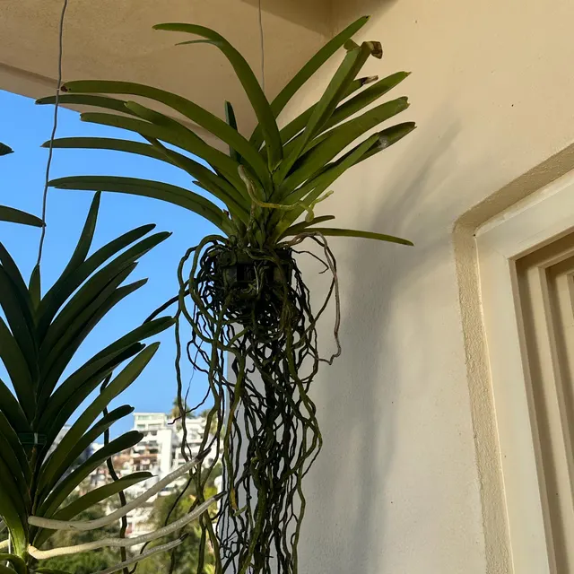 Orchidée chez un client