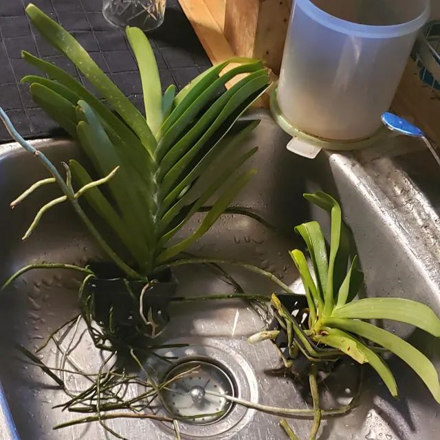 Orchidée chez un client