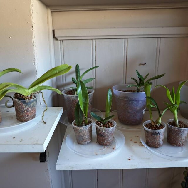 Orchidée chez un client