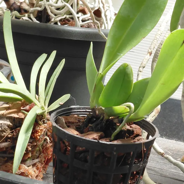 Orchidée chez un client