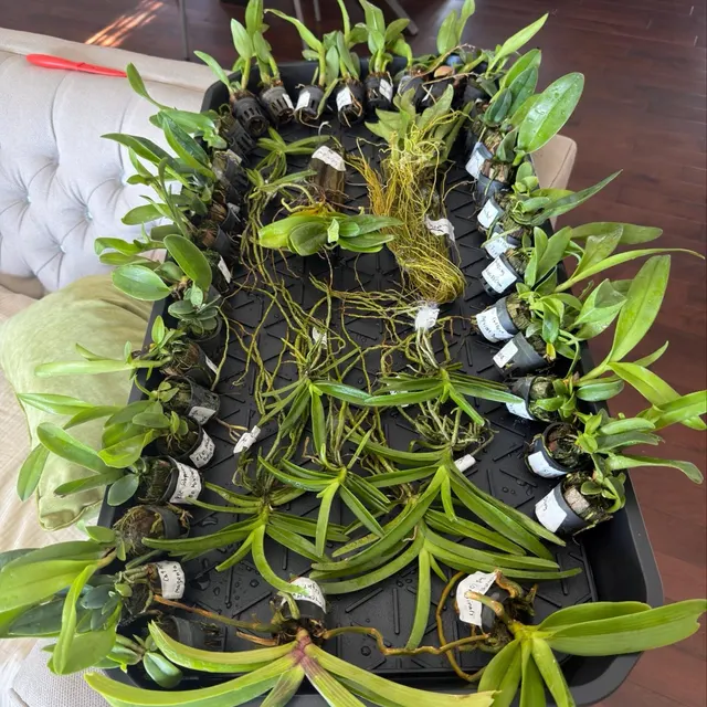 Orchidée chez un client
