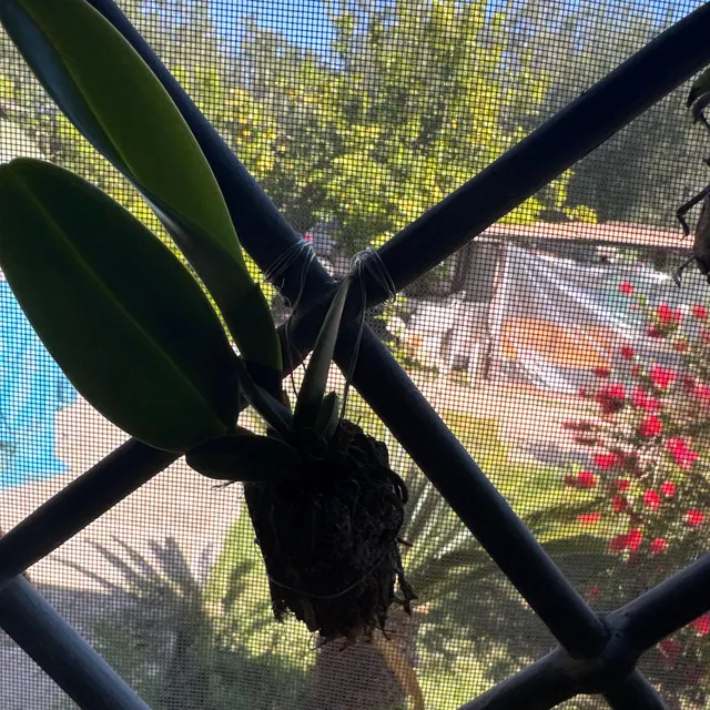 Orchidée chez un client