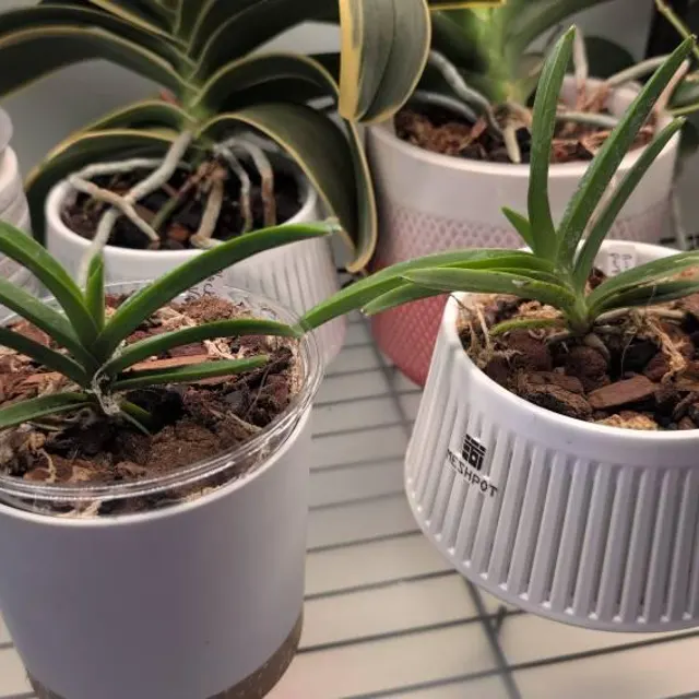 Orchidée chez un client