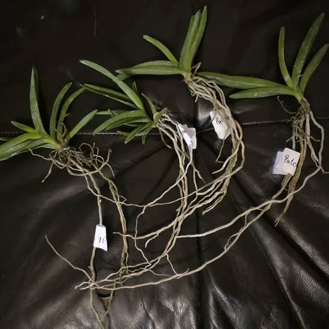 Orchidée chez un client