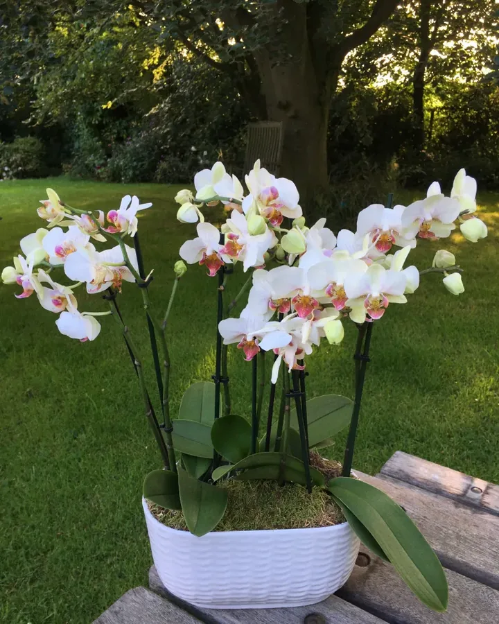 Orchidée chez un client