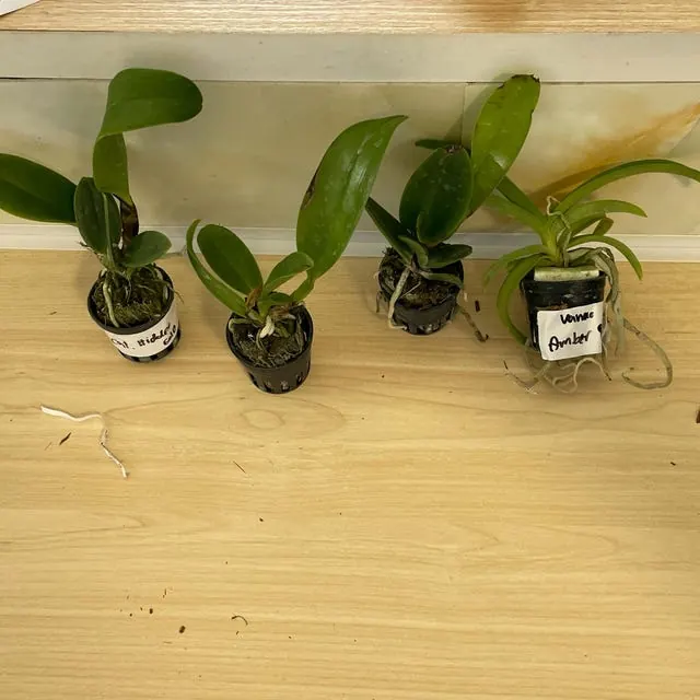 An orchid received by a customer
