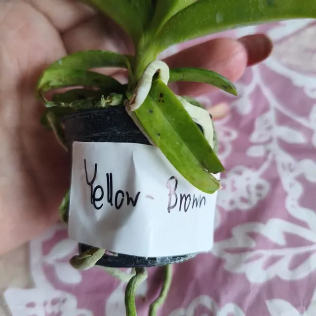 An orchid received by a customer