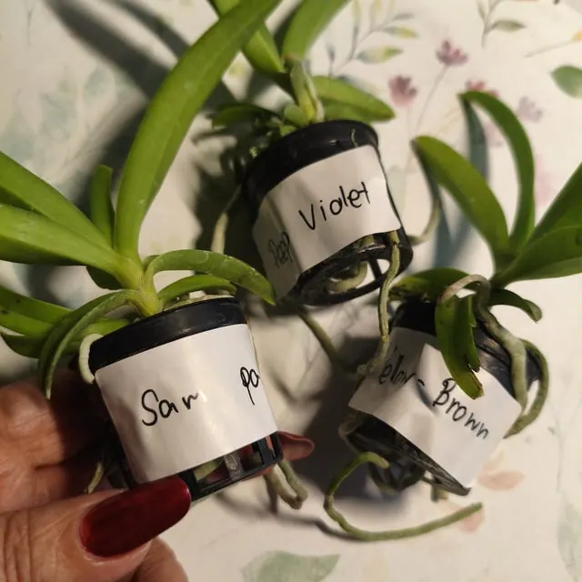 An orchid received by a customer