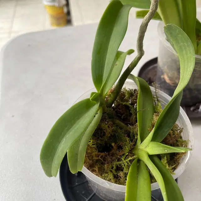 An orchid received by a customer