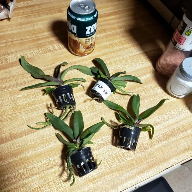 An orchid received by a customer