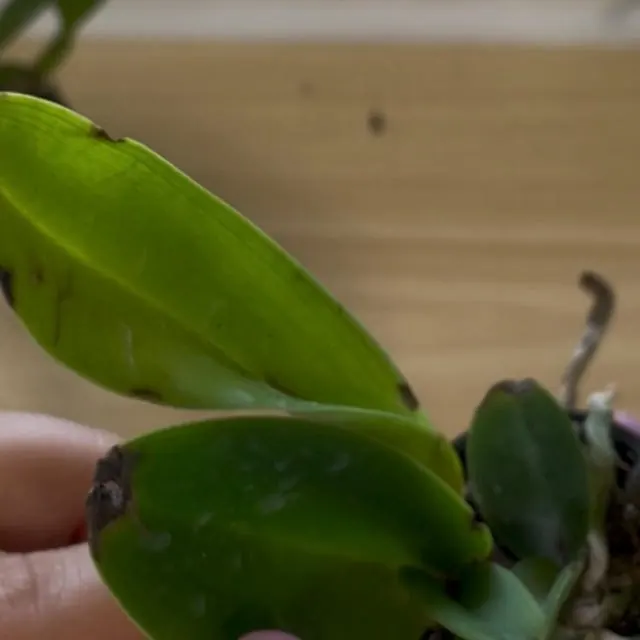 An orchid received by a customer