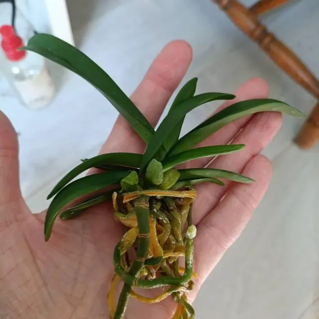 An orchid received by a customer