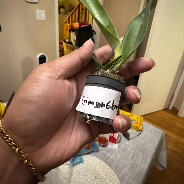 An orchid received by a customer