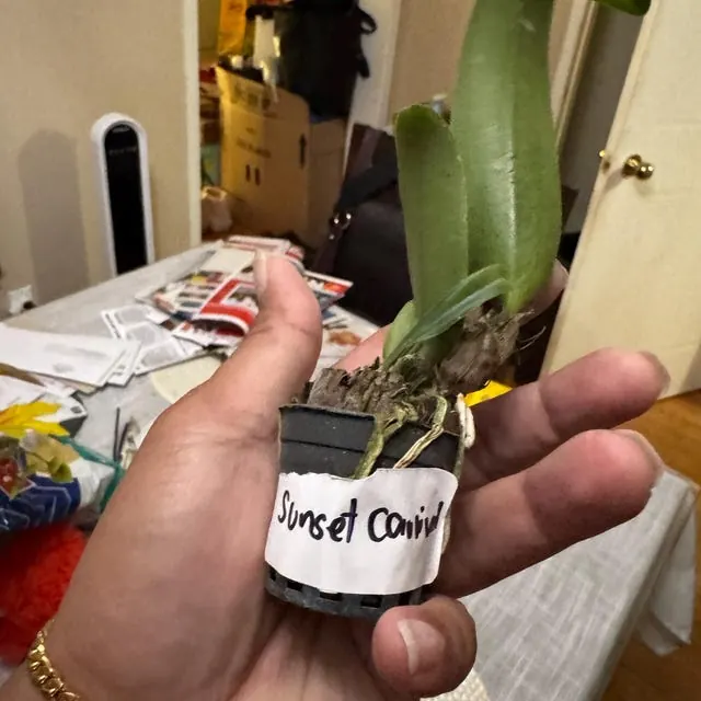 An orchid received by a customer