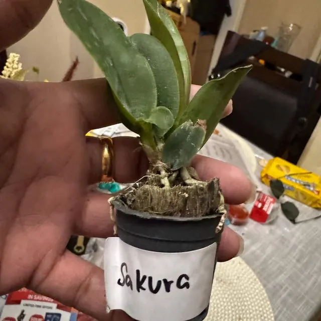 An orchid received by a customer