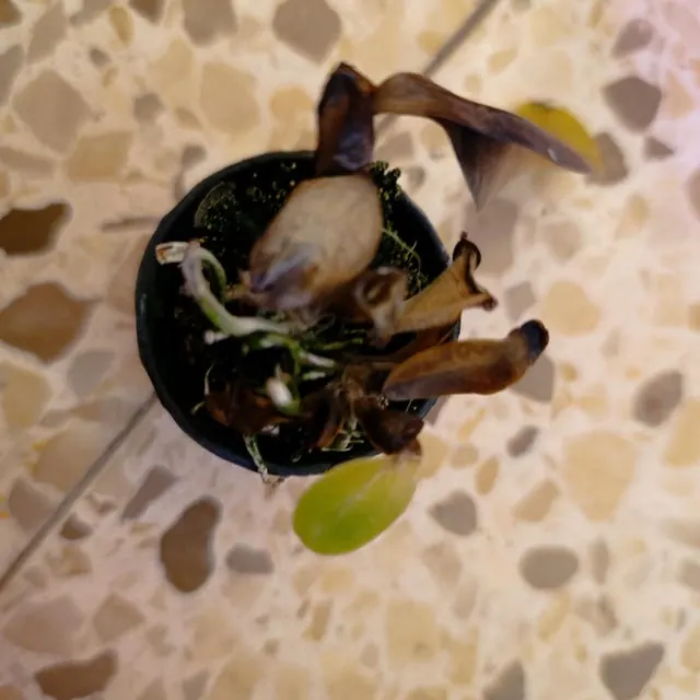 An orchid received by a customer
