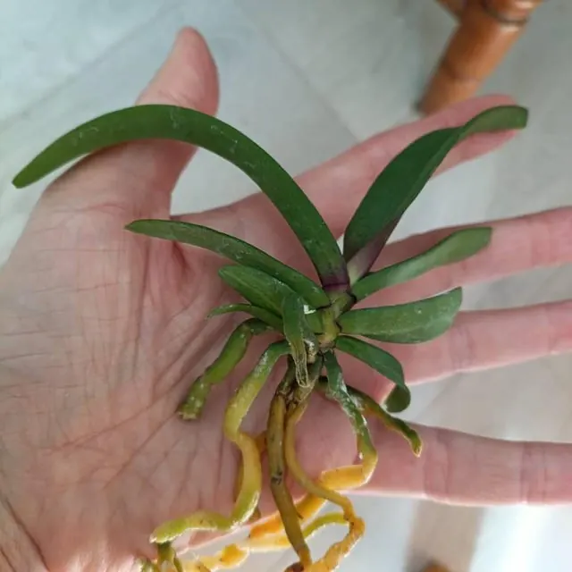 An orchid received by a customer