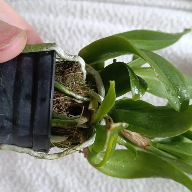 An orchid received by a customer