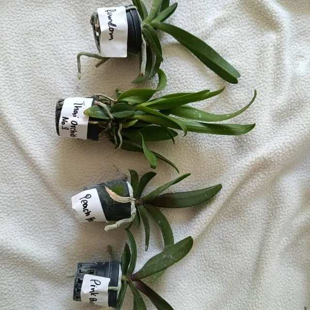 An orchid received by a customer