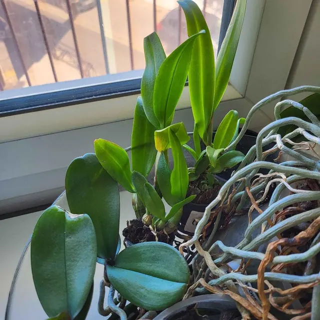 An orchid received by a customer