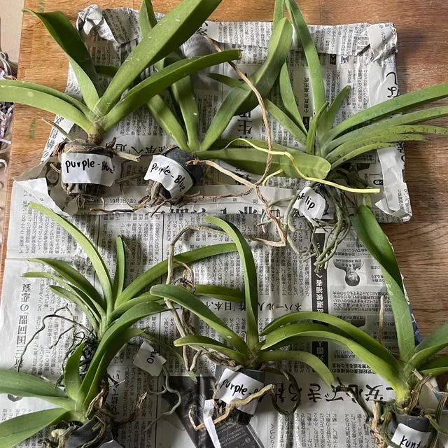 An orchid received by a customer