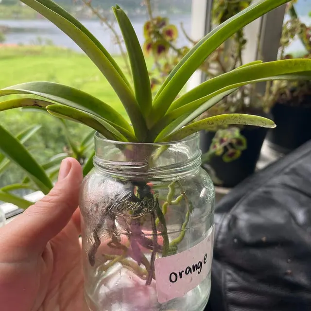 An orchid received by a customer