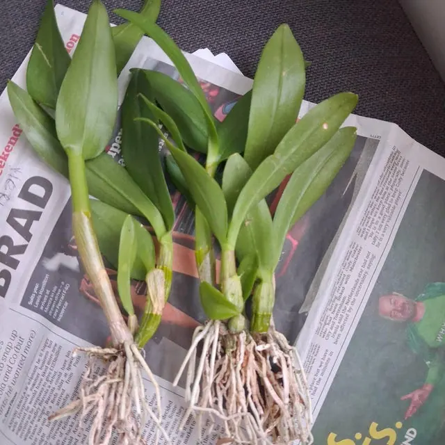 An orchid received by a customer