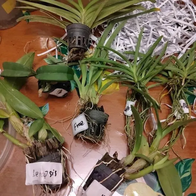 An orchid received by a customer