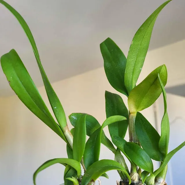 An orchid received by a customer