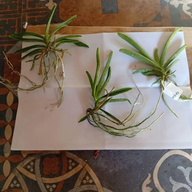 An orchid received by a customer