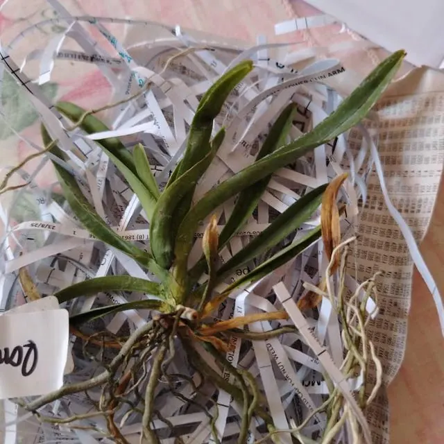 An orchid received by a customer