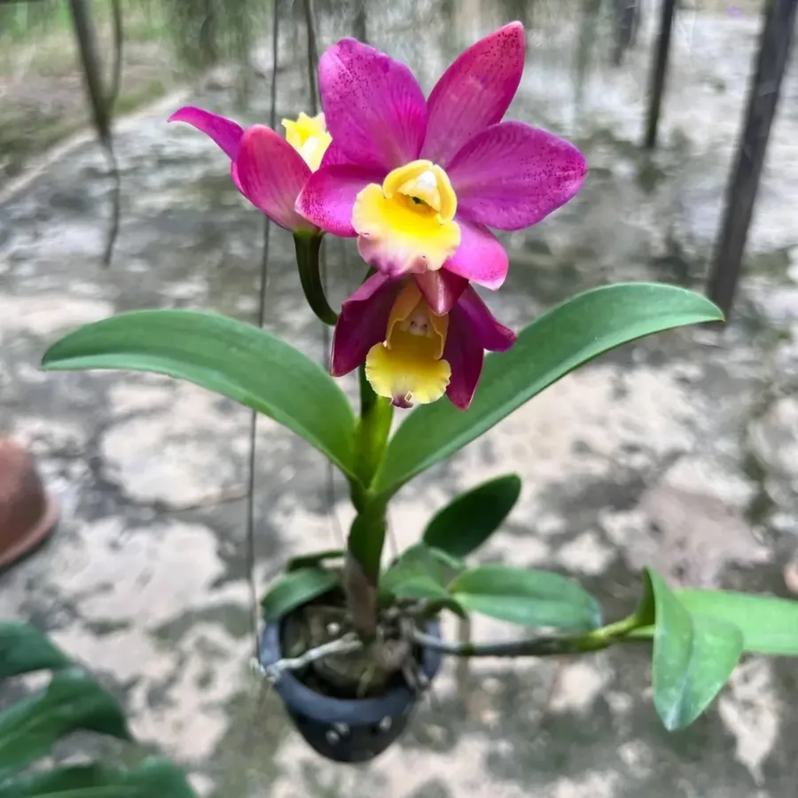Cattleya — Collection multicolore