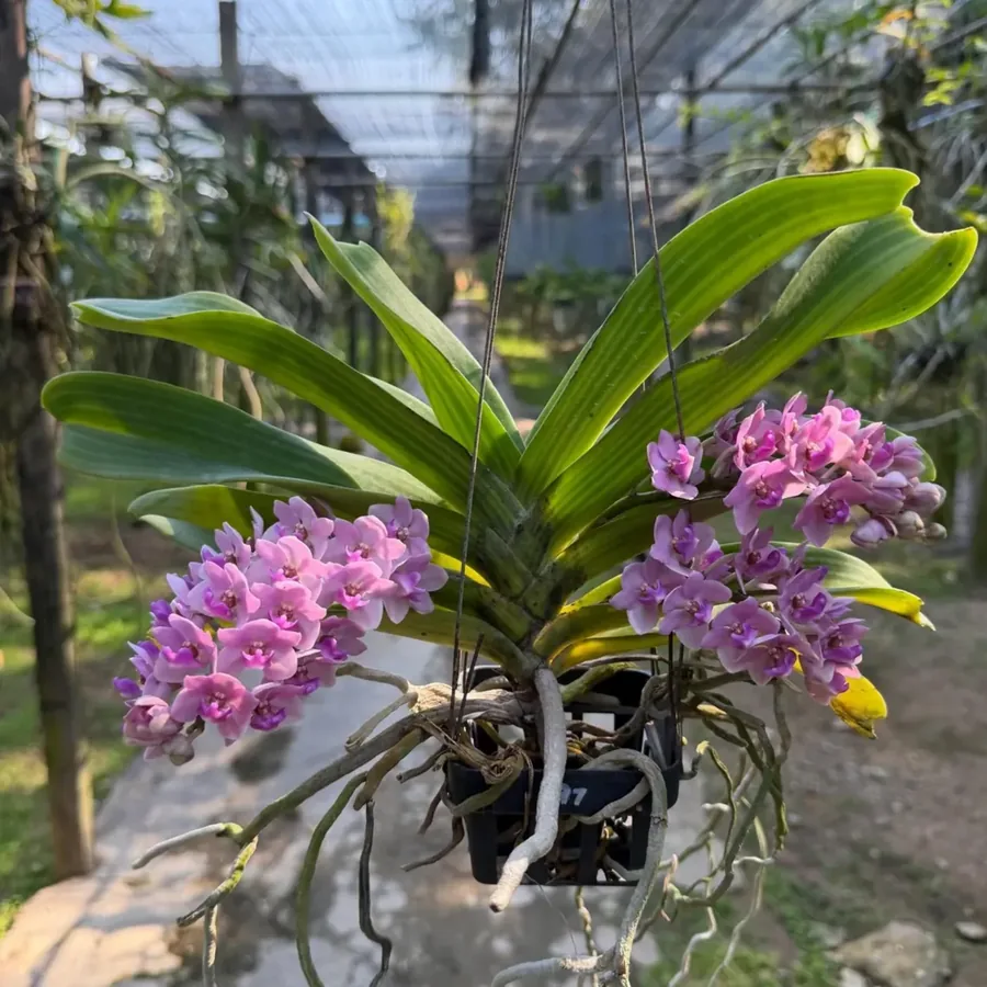 Rhynchostylis Sweet Pink