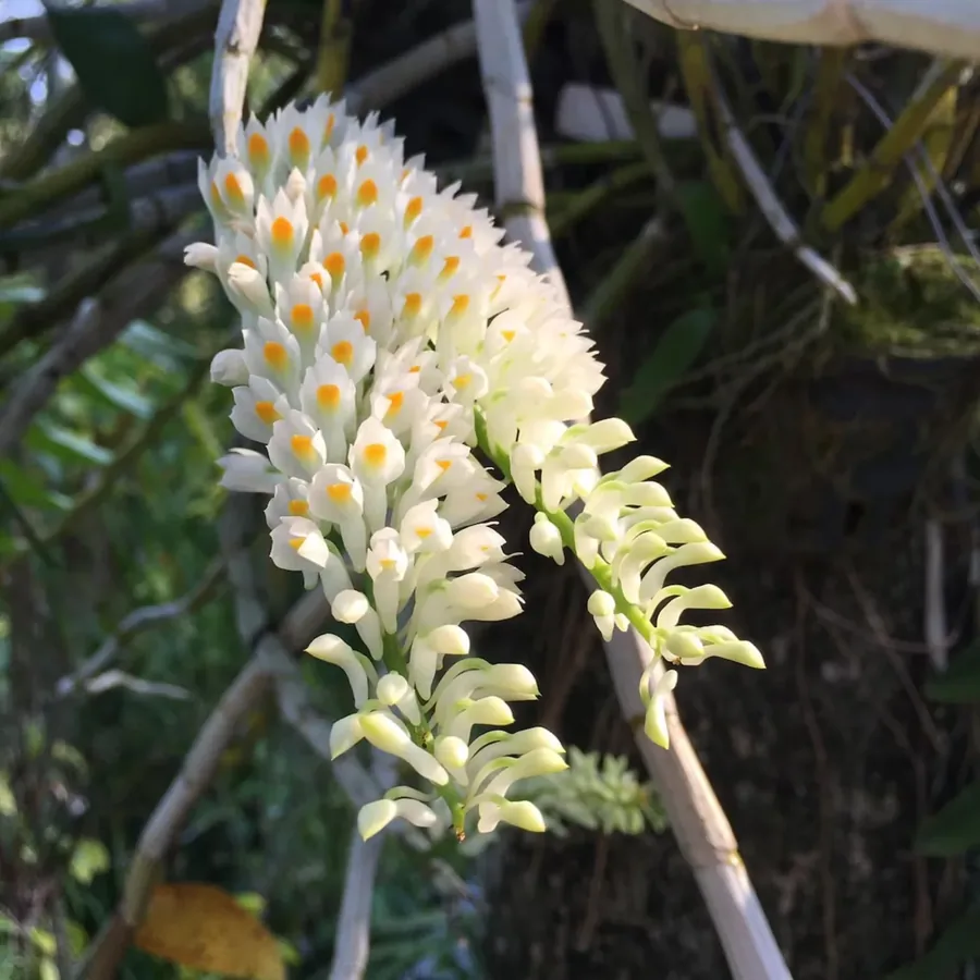 Dendrobium secundum album