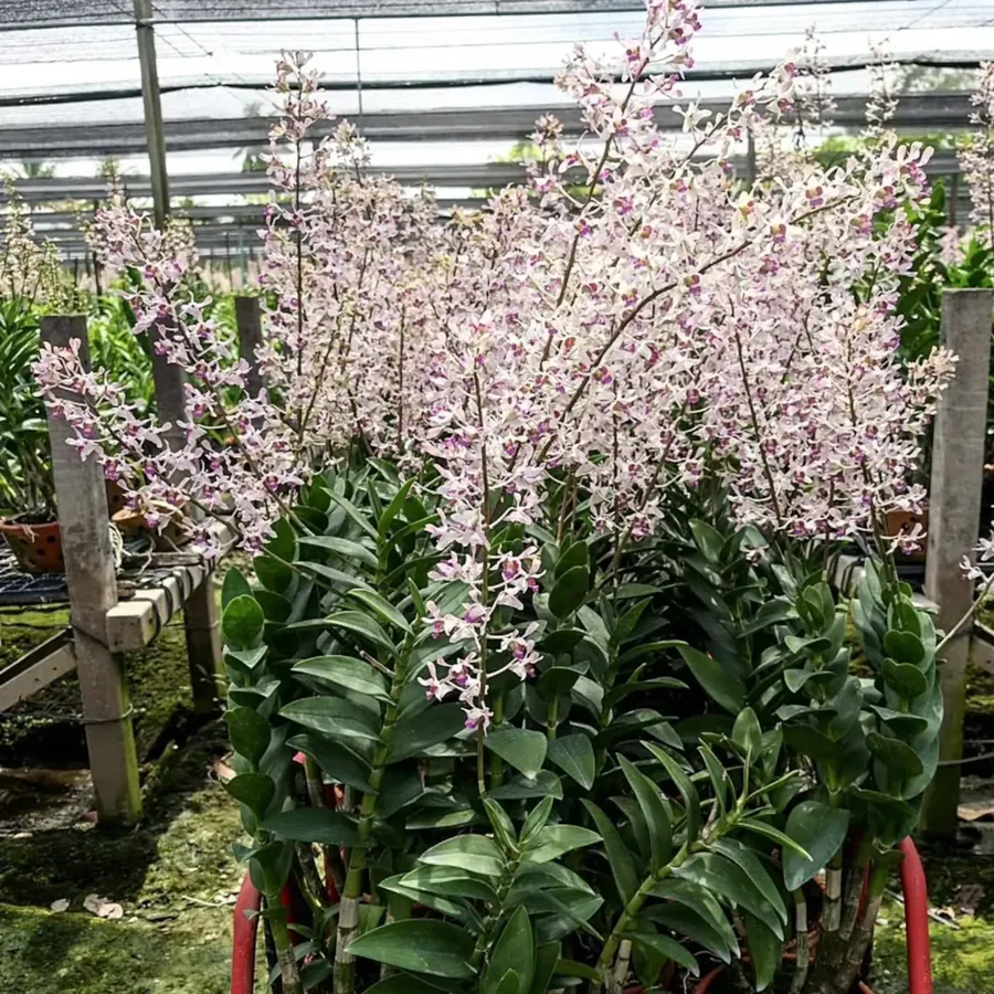 Dendrobium Saithara