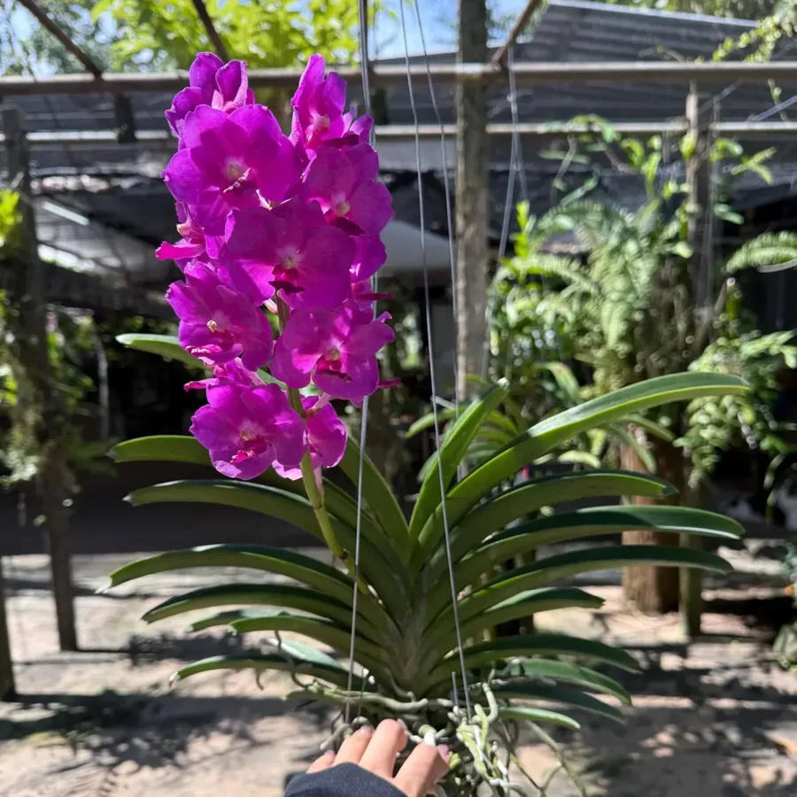 Vanda Pine River × Ratchaburi Blue