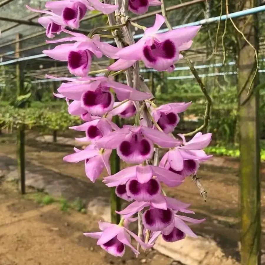 Dendrobium Nestor