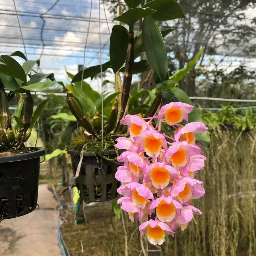 Dendrobium Anosmum rose
