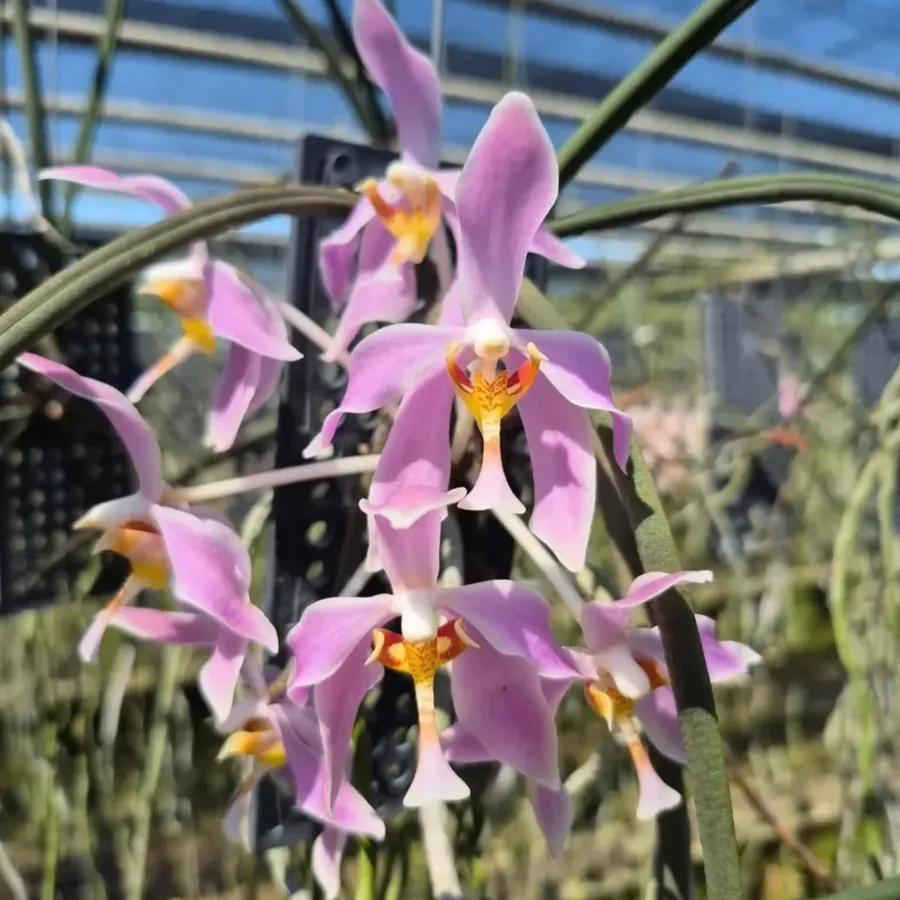 Paraphalaenopsis laycockii