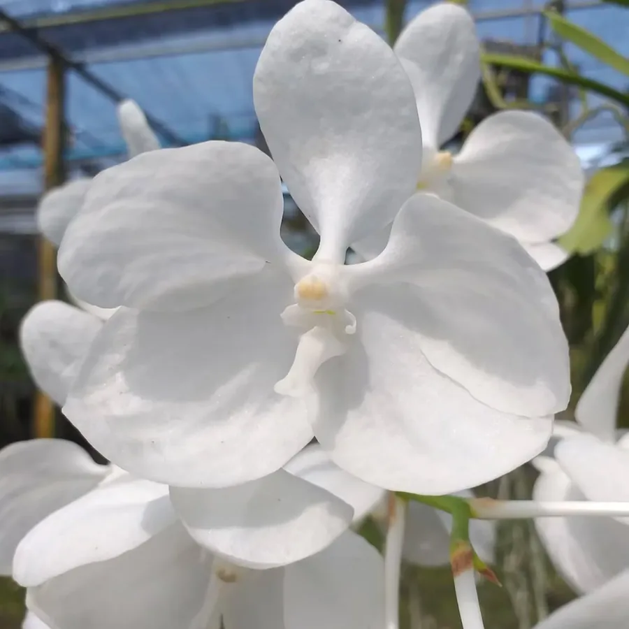 Vanda coerulea alba