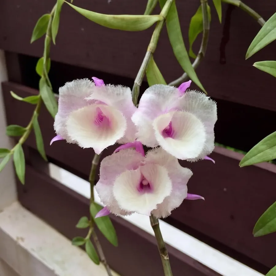 Dendrobium aphyllum trilabelo