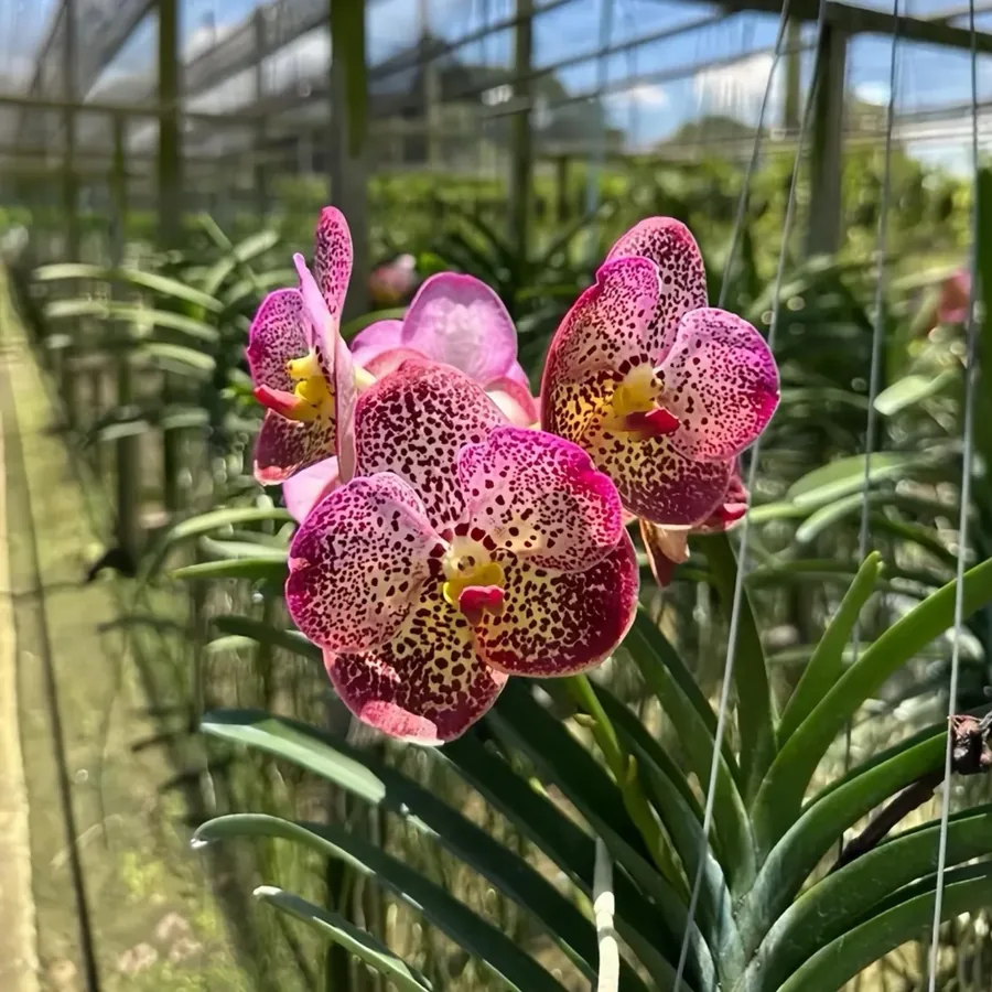 Vanda Uraiwan Belle