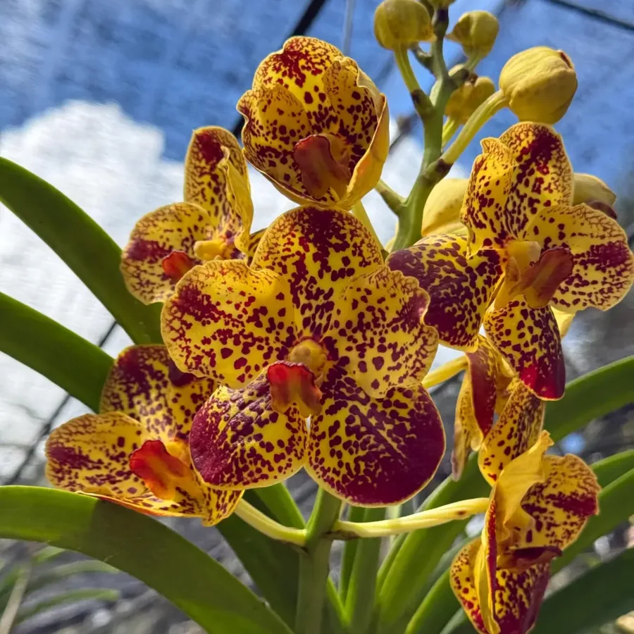 Vanda Yellow Tiger — Lot de 4
