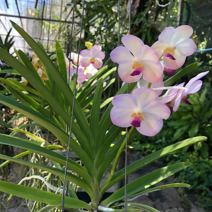 Vanda (Tubtim Velvet x Five Friendships)