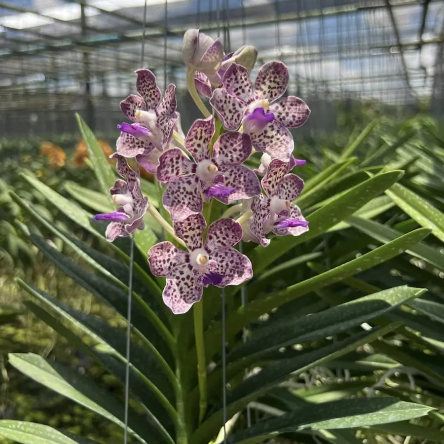 Papilionanda Kyra Green