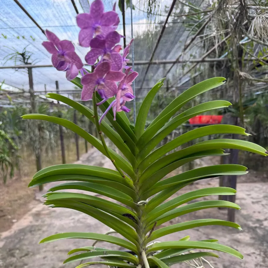 Vanda Velvet Bloom
